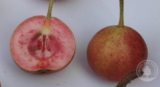 Hrušeň Sanguinole (podnož Kawkazská)
